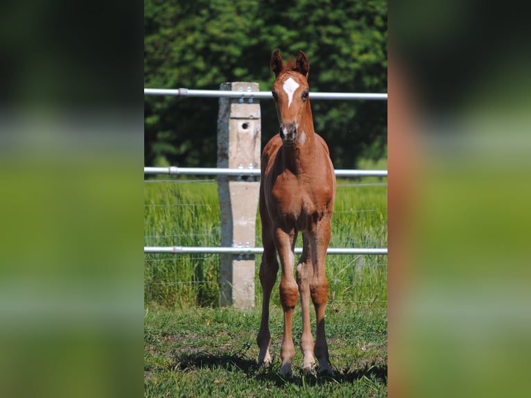 Trakehner Stallion 1 year Chestnut in ZapelCrivitz