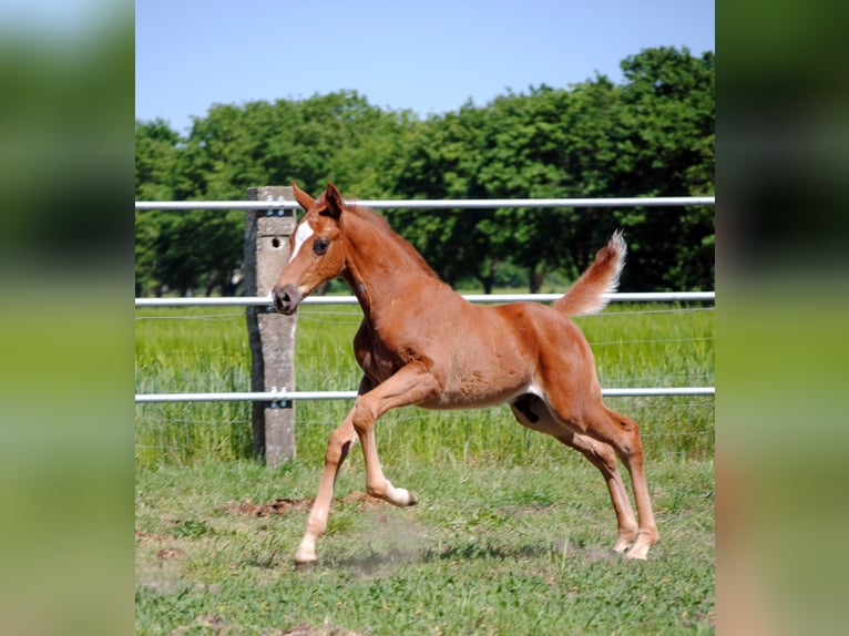 Trakehner Stallion 1 year Chestnut in ZapelCrivitz