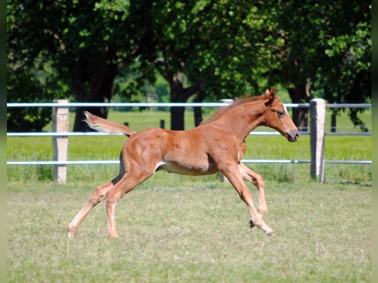 Trakehner Stallion 1 year Chestnut in ZapelCrivitz