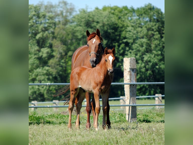 Trakehner Stallion 1 year Chestnut in ZapelCrivitz