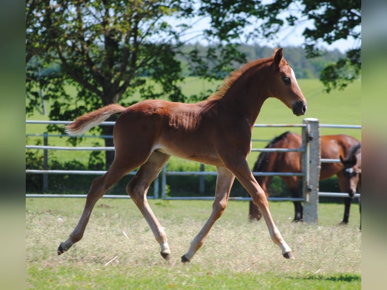 Trakehner Stallion 1 year Chestnut in ZapelCrivitz