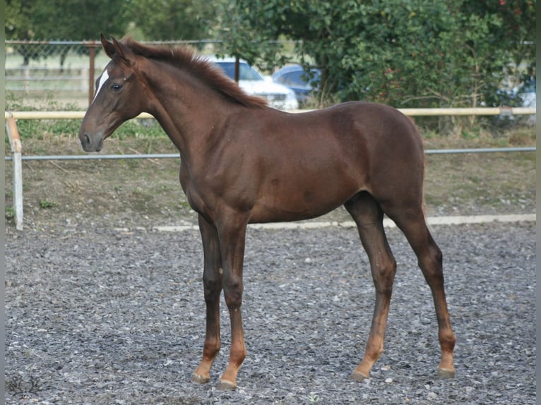 Trakehner Stallion 1 year Chestnut in ZapelCrivitz