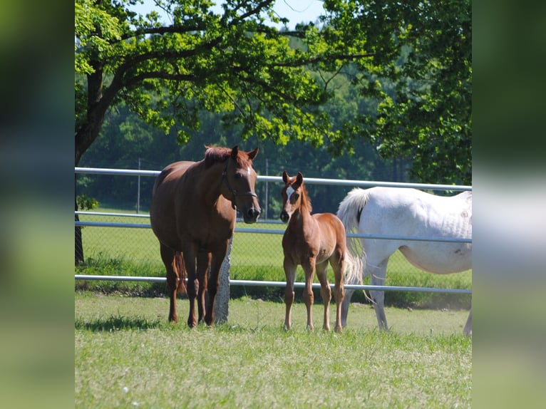 Trakehner Stallion 1 year Chestnut in ZapelCrivitz