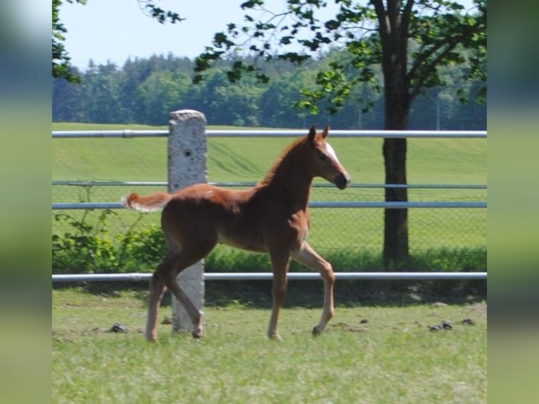 Trakehner Stallion 1 year Chestnut in ZapelCrivitz