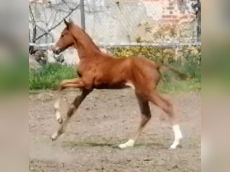 Trakehner Stallion 1 year Chestnut-Red in Ringelsdorf