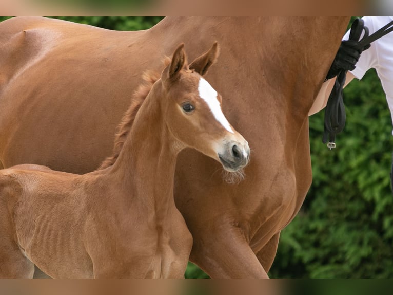 Trakehner Stallion 1 year Chestnut-Red in Fröttstädt