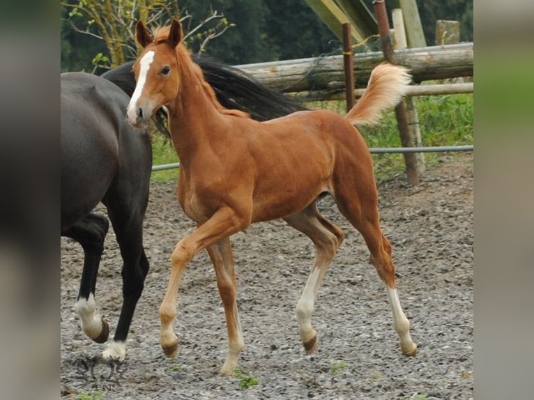Trakehner Stallion 1 year Chestnut-Red in Crivitz