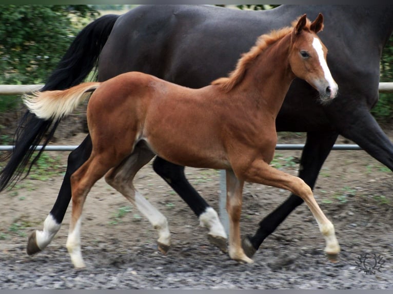 Trakehner Stallion 1 year Chestnut-Red in Crivitz
