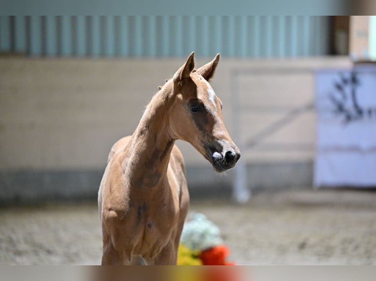 Trakehner Stallion 1 year Chestnut-Red in Laage OT Breesen