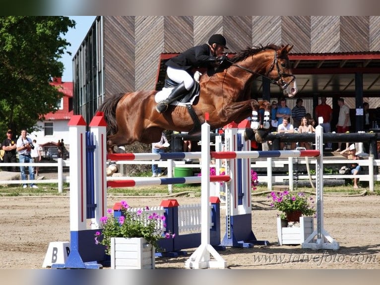 Trakehner Stallion 1 year Chestnut-Red in Ruila