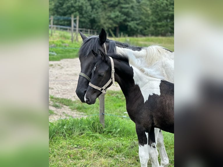 Trakehner Stallion 1 year Pinto in Seevetal-Beckedorf