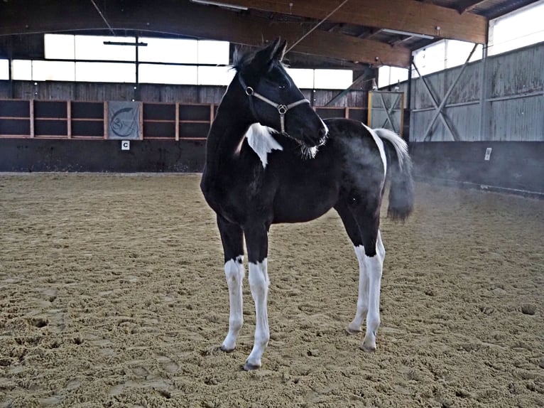Trakehner Stallion 1 year Pinto in Seevetal-Beckedorf