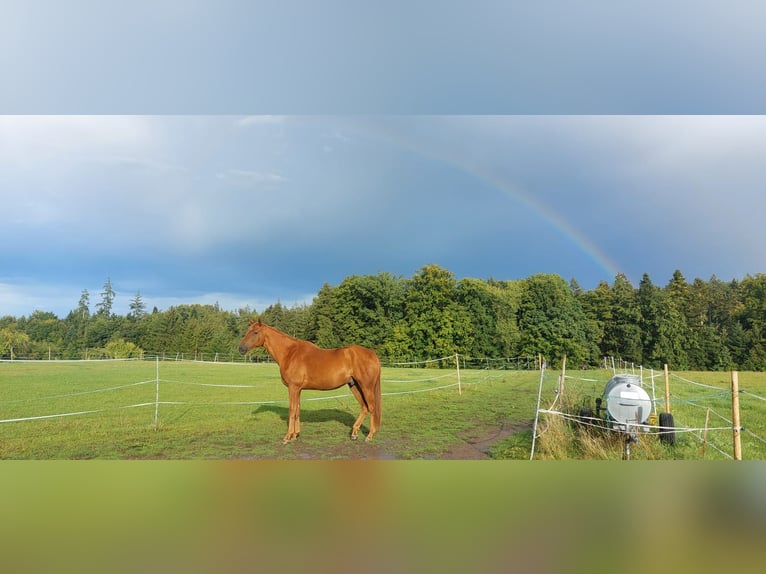 Trakehner Stallion 1 year in Steinfeld (Oldenburg)