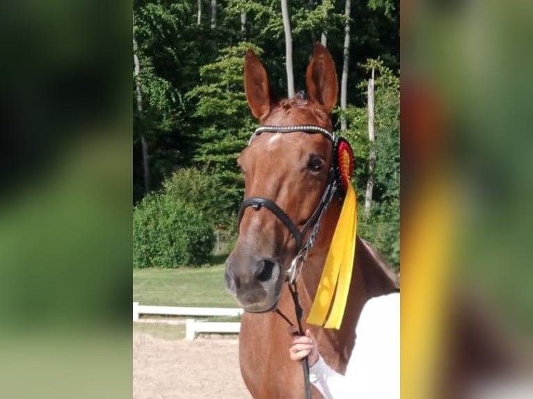 Trakehner Stallion 1 year in Steinfeld (Oldenburg)