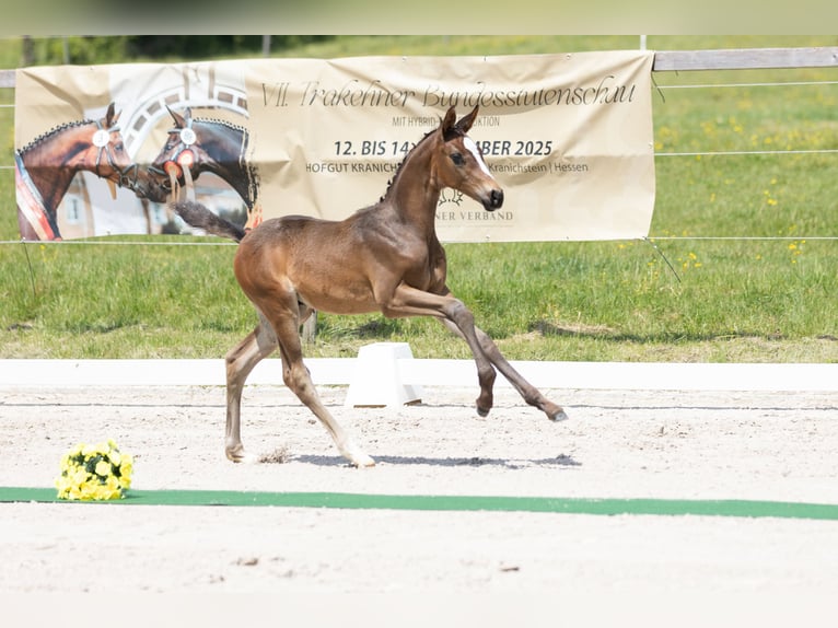 Trakehner Stallion 1 year Smoky-Black in Herbstein