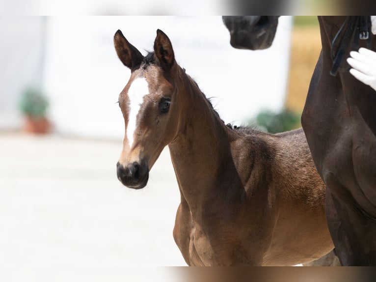 Trakehner Stallion 1 year Smoky-Black in Herbstein