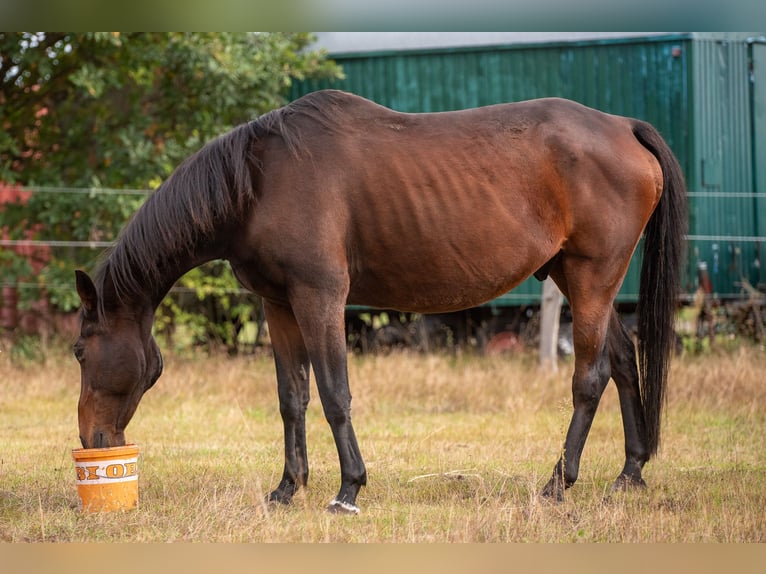 Trakehner Stallion 22 years 15,2 hh Bay-Dark in Mechtersen