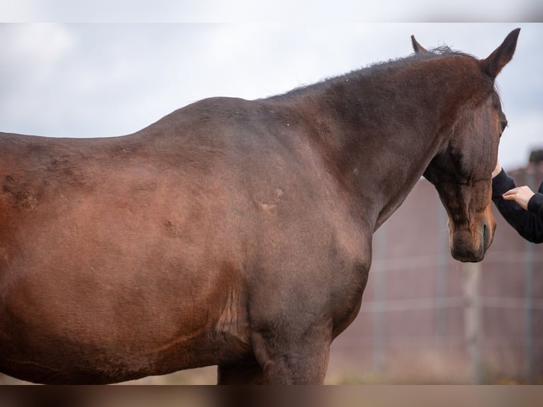 Trakehner Stallion 22 years 15,2 hh Bay-Dark in Mechtersen