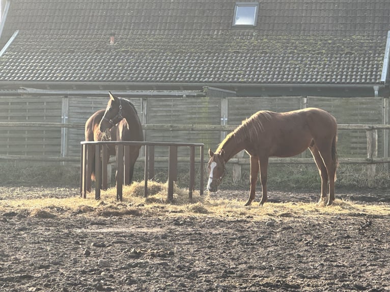 Trakehner Stallion 2 years 15,1 hh Brown in Schwanheide