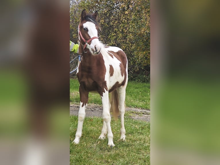 Trakehner Mix Stallion 2 years 15.1 hh Pinto in Pritzwalk