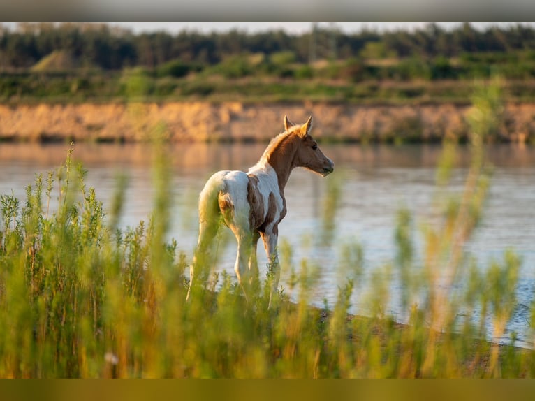 Trakehner Stallion 2 years 15,3 hh Pinto in Lüdersdorf