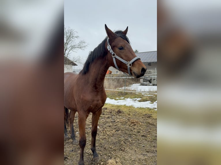 Trakehner Stallion 2 years 15,1 hh Brown in Trostberg