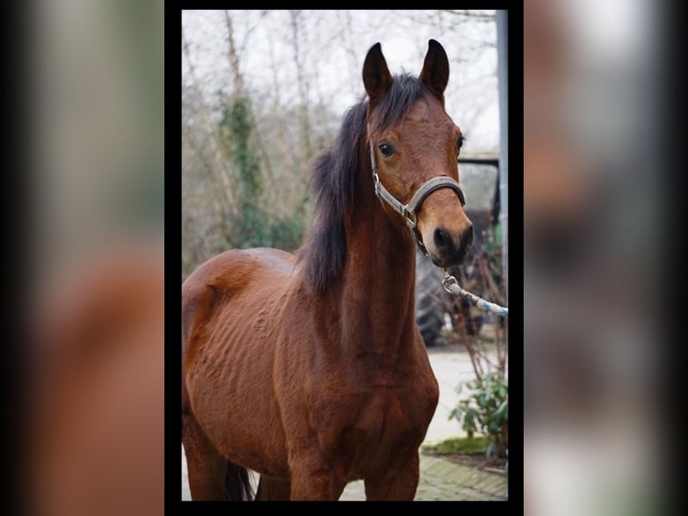 Trakehner Stallion 2 years 15,1 hh Brown in Trostberg