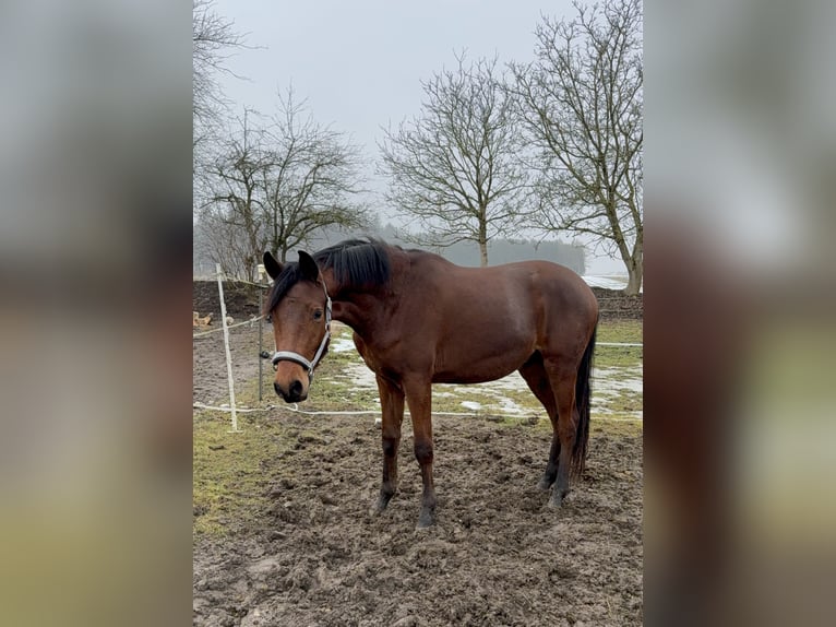 Trakehner Stallion 2 years 15,1 hh Brown in Trostberg
