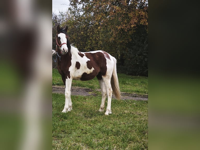 Trakehner Mix Stallion 2 years 15,1 hh Pinto in Pritzwalk