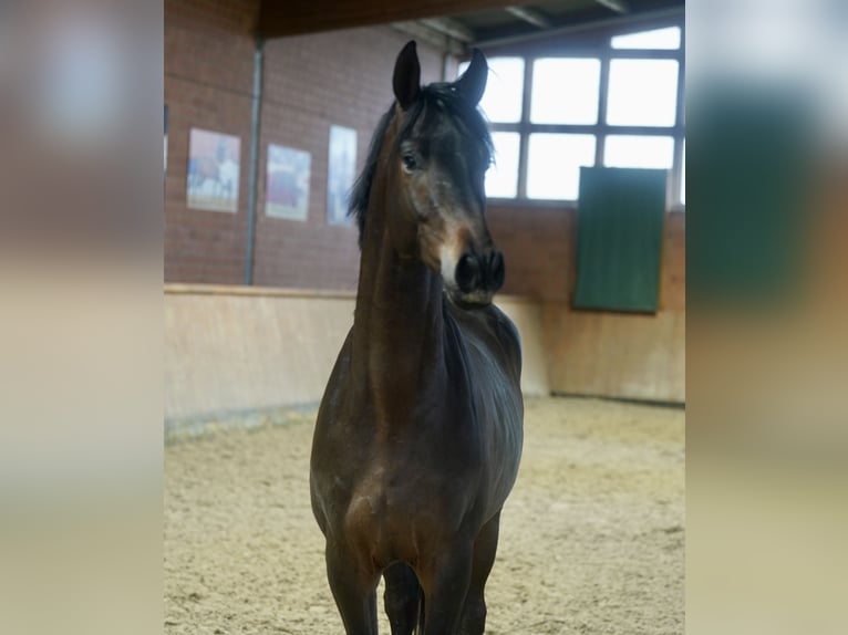 Trakehner Stallion 2 years 16,1 hh Bay-Dark in Paderborn