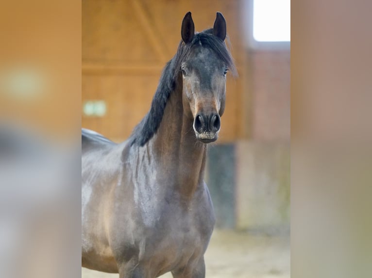 Trakehner Stallion 2 years 16,1 hh Bay-Dark in Paderborn