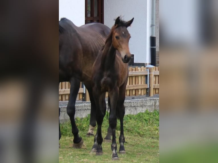 Trakehner Stallion 2 years 16,1 hh Bay-Dark in Olsberg