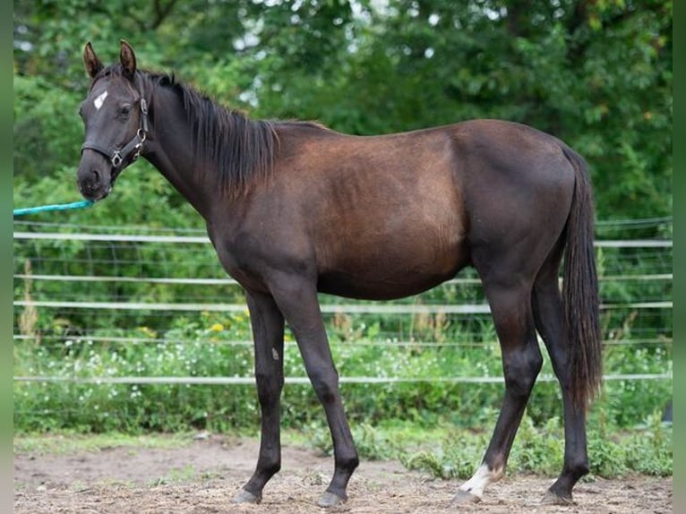 Trakehner Stallion 2 years 16,1 hh Black in Berlin