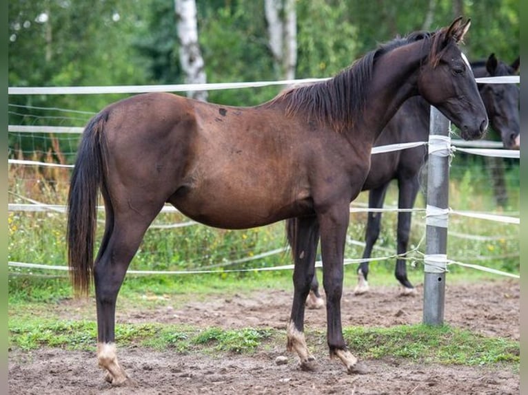 Trakehner Stallion 2 years 16,1 hh Black in Berlin
