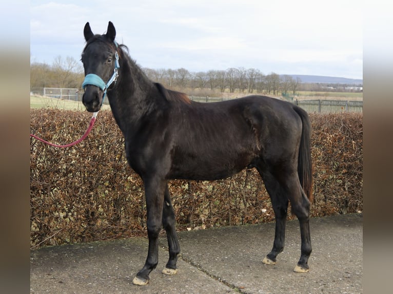 Trakehner Stallion 2 years 16,1 hh Black in Gotha
