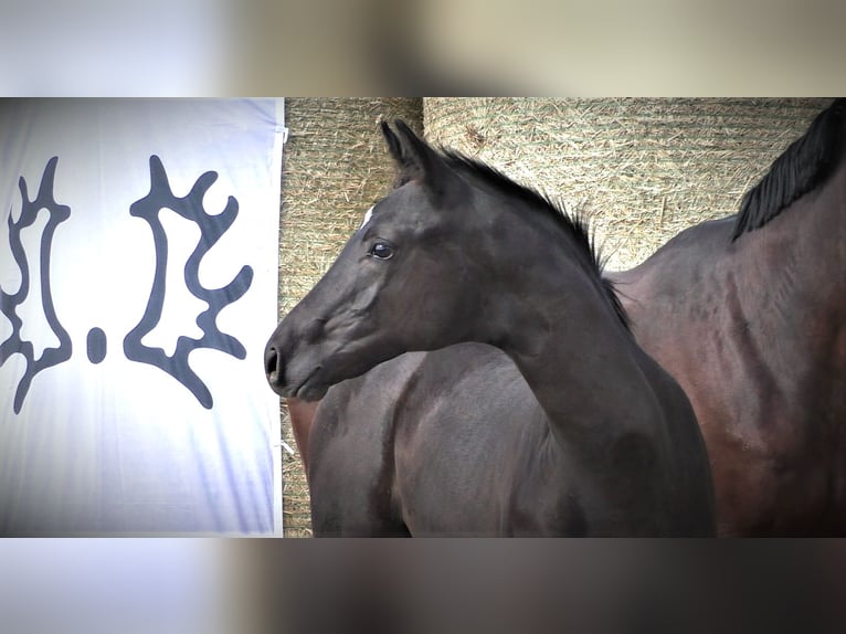 Trakehner Stallion 2 years 16,1 hh Smoky-Black in Aytos