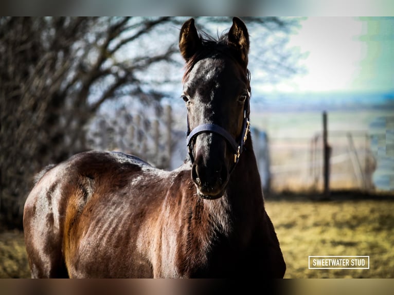 Trakehner Stallion 2 years 16,1 hh Smoky-Black in Aytos