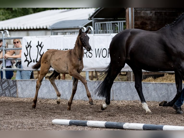 Trakehner Stallion 2 years 16,2 hh Black in Günzburg