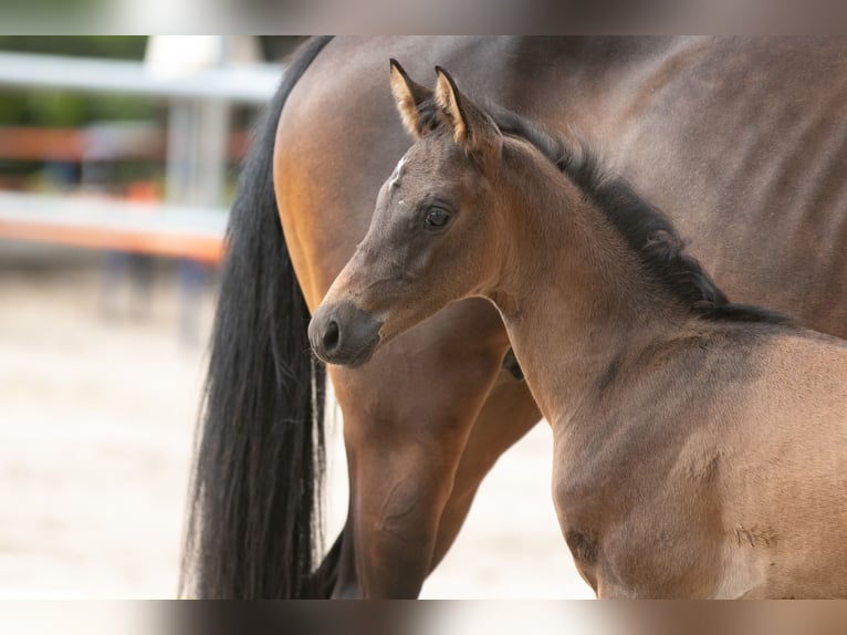 Trakehner Stallion 2 years 16,2 hh Brown in Mittenaar