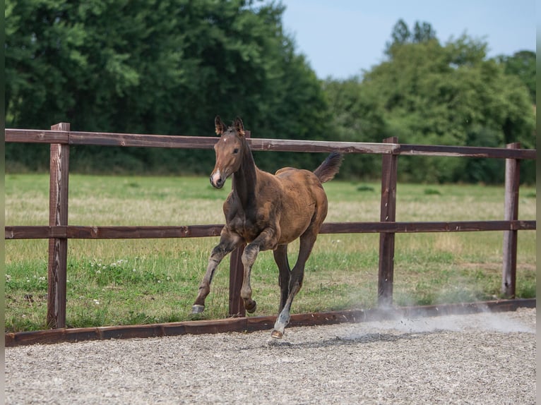 Trakehner Stallion 2 years 16,2 hh Brown in Rödding