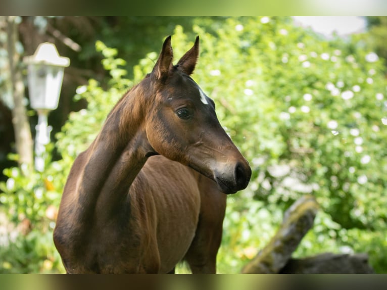 Trakehner Stallion 2 years 16,2 hh Brown in Eschwege
