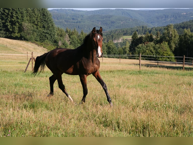 Trakehner Stallion 2 years 16.2 hh Brown in Mürlenbach