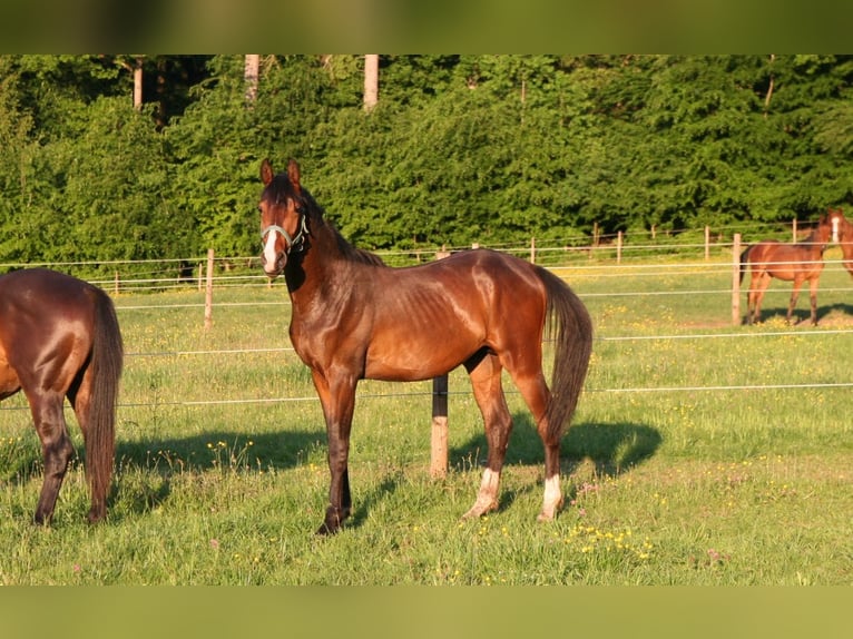 Trakehner Stallion 2 years 16.2 hh Brown in Mürlenbach