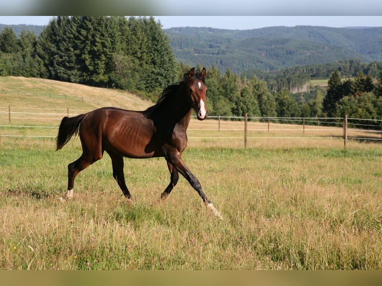 Trakehner Stallion 2 years 16.2 hh Brown in Mürlenbach