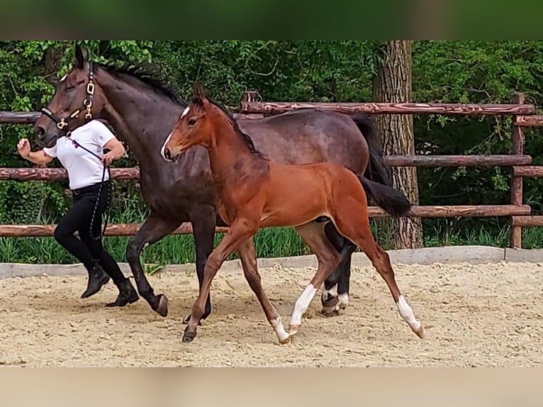 Trakehner Stallion 2 years 16.2 hh Brown in Mürlenbach
