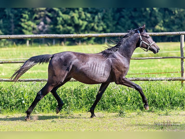 Trakehner Stallion 2 years 16,2 hh Can be white in Denklingen