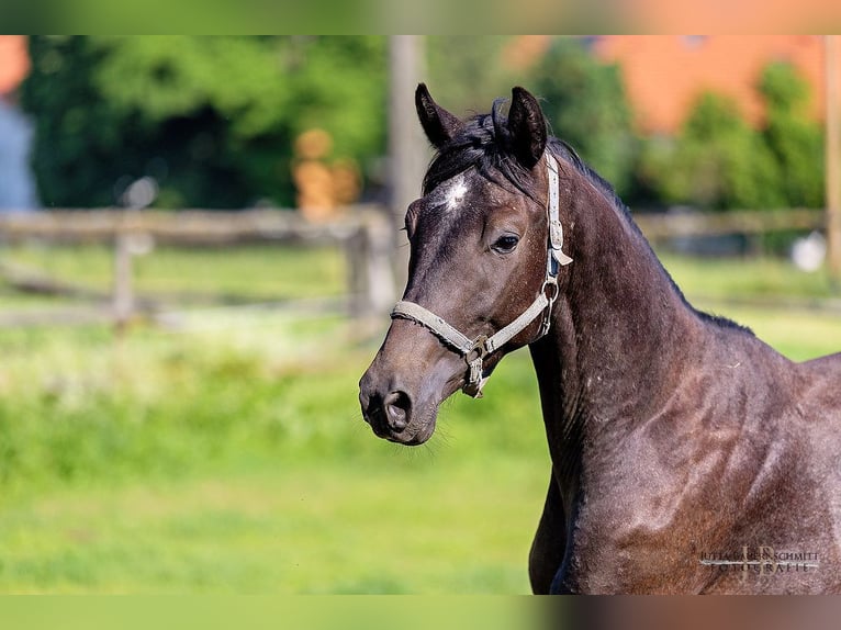 Trakehner Stallion 2 years 16,2 hh Can be white in Denklingen