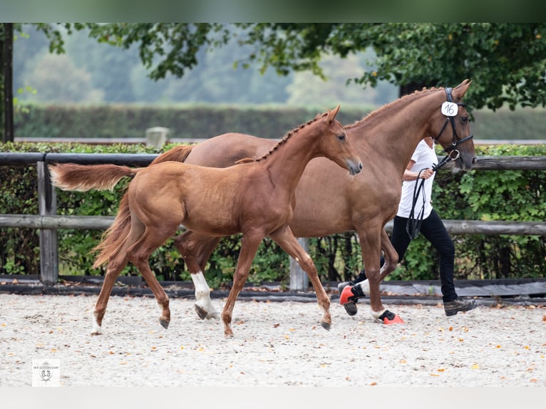 Trakehner Stallion 2 years 16,2 hh Chestnut-Red in Hochkirch