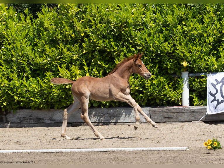 Trakehner Stallion 2 years 16,2 hh Chestnut-Red in Rendsburg