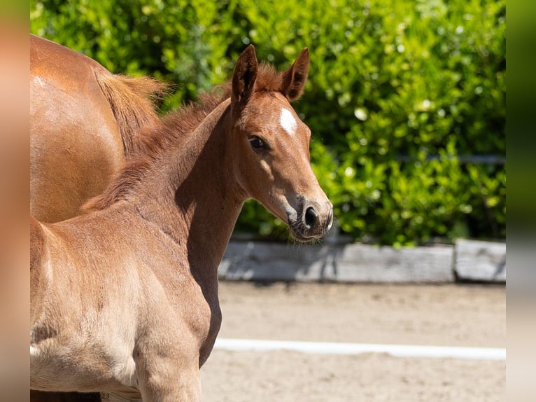 Trakehner Stallion 2 years 16,2 hh Chestnut-Red in Rendsburg